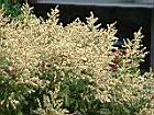 龍眼花920422-3.jpg