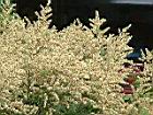 龍眼花920422-4.jpg