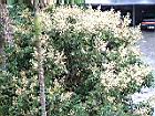 龍眼花920422-5.jpg