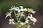 伯利恆之星-花09.jpg