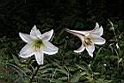 台灣百合-花26.jpg