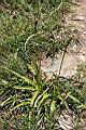 台灣粉條兒菜04.jpg