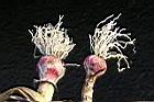 大蒜-鱗莖-鬚08.JPG