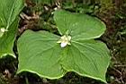延齡草-花05.JPG