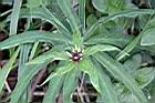 狹葉七葉一枝花-花03.JPG