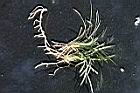 玉龍草-全株1.jpg