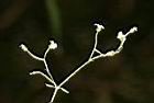 亞毛無心菜-花序01.JPG