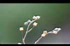 漆姑草-實02.jpg
