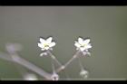 漆姑草-花01.jpg
