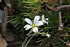 玉山卷耳-花03.jpg