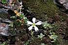玉山卷耳-花19.jpg
