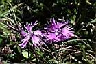 玉山石竹-花05.jpg