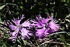 玉山石竹-花06.jpg