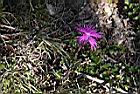 玉山石竹06.jpg