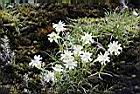 玉山蠅子草-花01.JPG