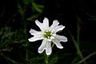 玉山蠅子草-花07.JPG