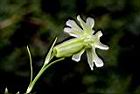 玉山蠅子草-花11.JPG
