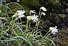 玉山蠅子草14.JPG