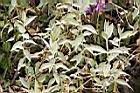 疏花繁縷08.jpg