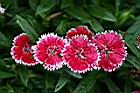 石竹-花02.jpg