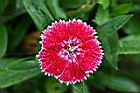 石竹-花06.jpg