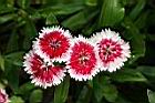 石竹-花10.jpg