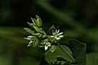菁芳草-花07.JPG