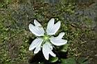 阿里山繁縷-花07.JPG