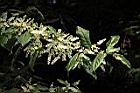 台灣山桂花-花序21.JPG