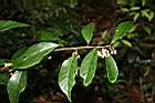 山桂花13.jpg