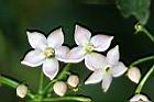 黑星紫金牛-花4.jpg