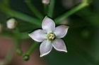 黑星紫金牛-花5.jpg