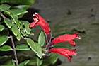 口紅花-花01.JPG