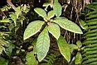 同蕊草03.jpg