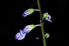 尖舌草-花02.JPG