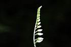 尖舌草-花序05.JPG