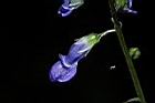 尖舌草-花正00.JPG