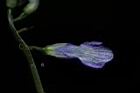 尖舌草-花背00.JPG