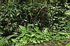 尖舌草06.JPG