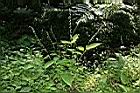 尖舌草11.JPG