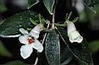玉唇花-花05.JPG