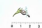 玉唇花-花11.JPG