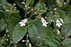 玉玲花-花06.JPG