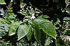 玉玲花09.JPG