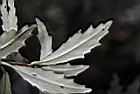 石吊蘭-葉背00.JPG