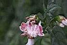 角桐草-花蕊01.JPG
