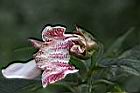 角桐草-花蕊02.JPG