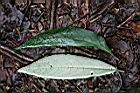 角桐草-葉0.jpg