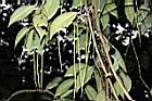 長果藤-實10.JPG