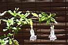 高山石吊蘭-花04.JPG
